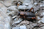 Waldgrille (Nemobius sylvestris)