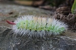 Buchen-Streckfu (Calliteara pudibunda)