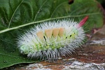 Buchen-Streckfu (Calliteara pudibunda)