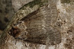 Birken-Eulenspinner (Tetheella fluctuosa)