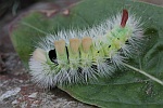 Buchen-Streckfu (Calliteara pudibunda)