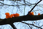 Goldgelber Zitterling (Tremella mesenterica)