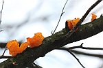 Goldgelber Zitterling (Tremella mesenterica)