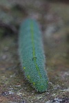 Karstweiling (Pieris mannii)