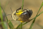 Weidensandbiene (Andrena vaga)