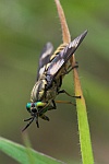 Goldaugenbremse (Chrysops relictus)