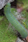 Karstweiling (Pieris mannii)