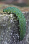 Karstweiling (Pieris mannii)