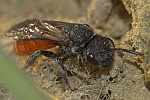 Gr. Blutbiene (Sphecodes albilabris)