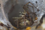 Labyrinthspinne (Agelena labyrinthica)