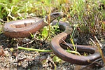 Blindschleiche (Anguis fragilis)