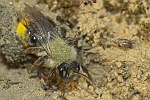 Weidensandbiene (Andrena vaga)