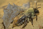 Weidensandbiene (Andrena vaga)