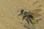 Weidensandbiene (Andrena vaga)