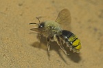 Weidensandbiene (Andrena vaga)