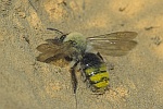 Weidensandbiene (Andrena vaga)