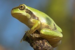 Laubfrosch (Hyla arborea)