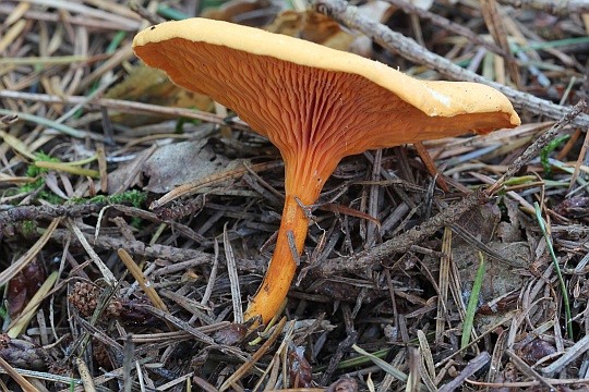 Naturspektrum Falscher Pfifferling Hygrophoropsis Aurantiaca Naturspektrum Falscher Pfifferling Hygrophoropsis Aurantiaca