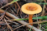 Falscher Pfifferling (Hygrophoropsis aurantiaca)