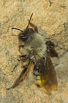 Weidensandbiene (Andrena vaga)