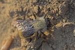 Weidensandbiene (Andrena vaga)