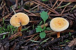 Falscher Pfifferling (Hygrophoropsis aurantiaca)