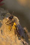Weidensandbiene (Andrena vaga)