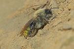 Weidensandbiene (Andrena vaga)