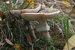 Perlpilz (Amanita rubescens)