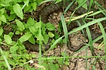 Würfelnatter (Natrix tessellata)