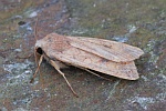 Rtlichgelbe Herbsteule (Agrochola circellaris)