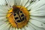 Pinselkfer (Trichius zonatus)