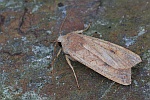 Rtlichgelbe Herbsteule (Agrochola circellaris)