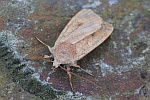 Rtlichgelbe Herbsteule (Agrochola circellaris)