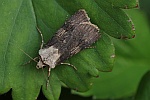 Schmalflgelige Erdeule (Agrotis puta)