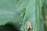 Degeers Langfhler (Nemophora degeerella)
