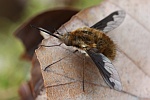 Hummelschweber (Bombylius major)