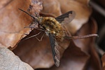 Hummelschweber (Bombylius major)