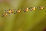 Gartenkreuzspinne (Araneus diadematus)