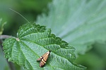 Degeers Langfhler (Nemophora degeerella)