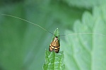 Degeers Langfühler (Nemophora degeerella)