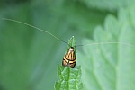 Degeers Langfhler (Nemophora degeerella)