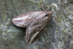 Spter Ginsterspanner (Chesias legatella)