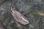 Spter Ginsterspanner (Chesias legatella)