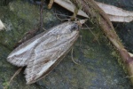 Spter Ginsterspanner (Chesias legatella)
