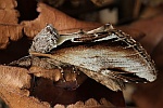 Birken-Zahnspinner (Pheosia gnoma)