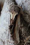 Birken-Zahnspinner (Pheosia gnoma)
