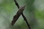 Palpenspinner (Pterostoma palpina)