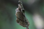 Palpenspinner (Pterostoma palpina)