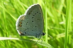 Kurzschwnzige Bluling (Cupido argiades)